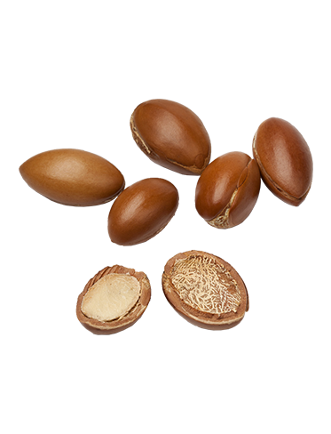 Ingredient ARGAN 373x488